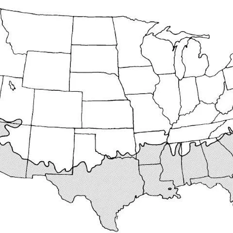 thumbnail for publication: Passiflora incarnata Wild Passion Flower, Maypop